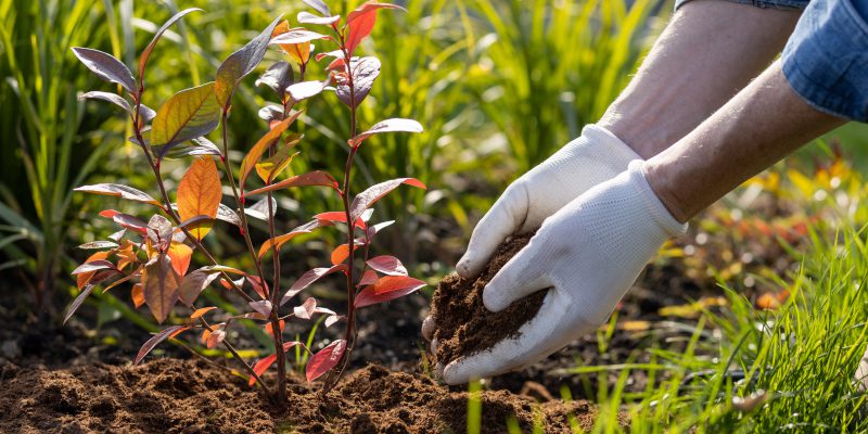 Fertilization in Lakewood Ranch, Florida