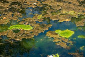 When Is Pond Remediation Necessary?