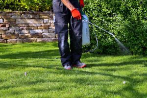 Benefits of Turf Pest Control