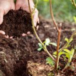 Soil Enrichment