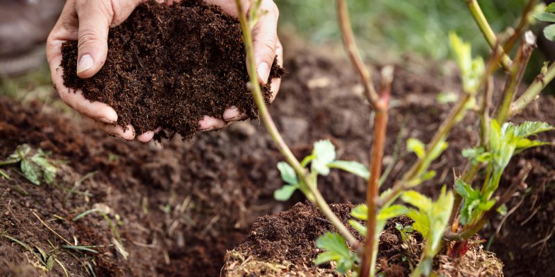 Soil Enrichment in Lakewood Ranch, Florida